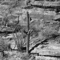 saguaro sabino canyon 30dec17k