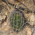 saguaro_sabino_canyon_30dec17o.jpg