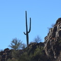saguaro_sabino_canyon_30dec17p.jpg