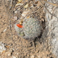 texas_nipple_cactus_mammillaria_prolifera_sabino_canyon_30dec17b.jpg