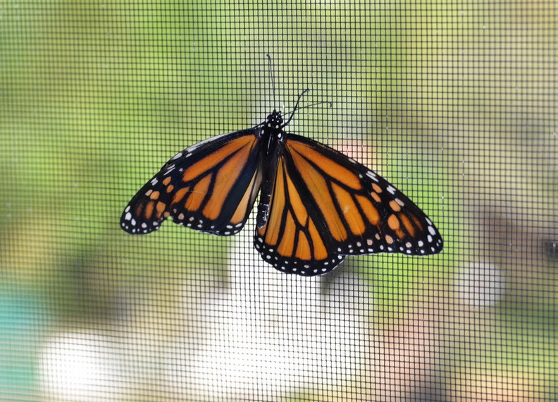 aresII monarch butterfly 28sep18