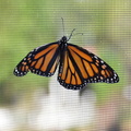 aresII monarch butterfly 28sep18