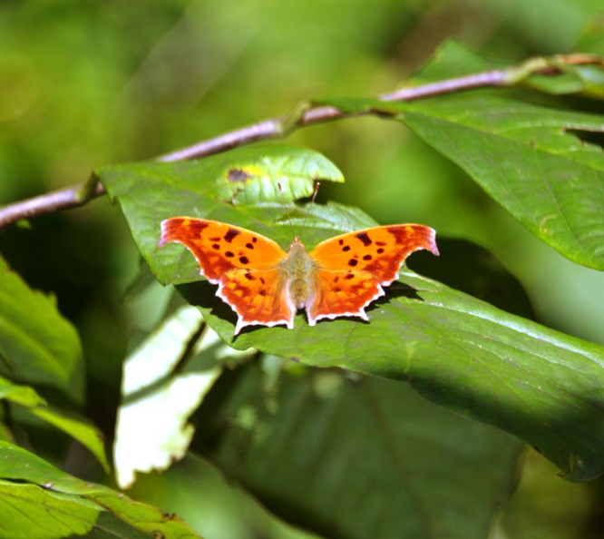 comma butterfly cub run 30sep18zac