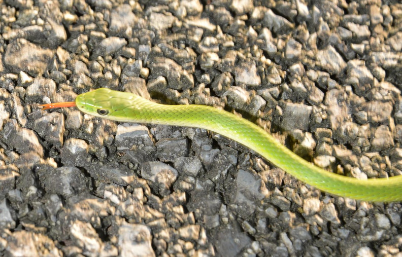 greengrass snake