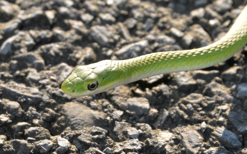 northern rough green snake river campus 29sep18a