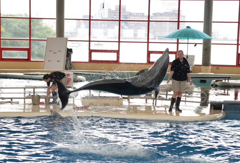 porpoise show aquarium baltimore 14oct18f