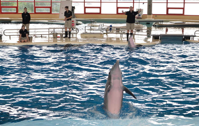 porpoise show aquarium baltimore 14oct18g