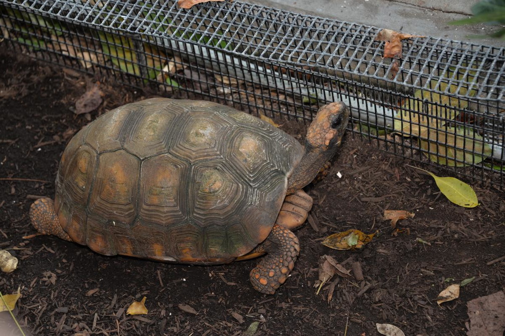 south american yellow-footed tortoise aquarium 14oct18a