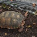 south american yellow-footed tortoise aquarium 14oct18a