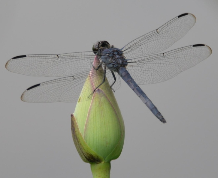 dragonfly_16jul16.jpg