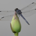 dragonfly_16jul16.jpg