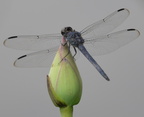 dragonfly 16jul16
