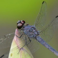 dragonfly_16jul16b.jpg