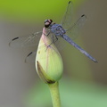 dragonfly_competition_enhanced.JPG
