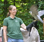 gail raptor conservancy peregrine falcon 16jul16