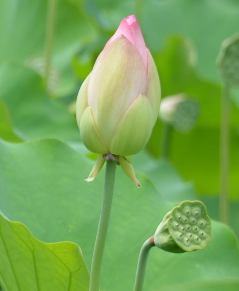 lotus flower pod 16jul16