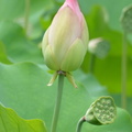 lotus flower pod 16jul16