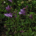 blue flower willamette