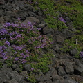 flowers on lava dee wright