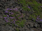 flowers on lava dee wright