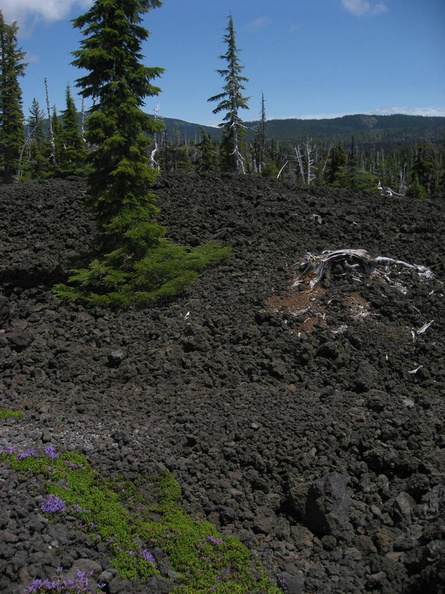 regeneration on lava dee wright