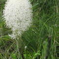 white flower willamette
