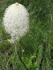 white flower willamette