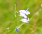 harebell inch worm 7jul17