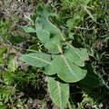 blunt-leaved milkweed 7jul17
