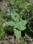 blunt-leaved milkweed 7jul17