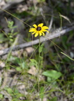 black-eyed susan back40 7jul15