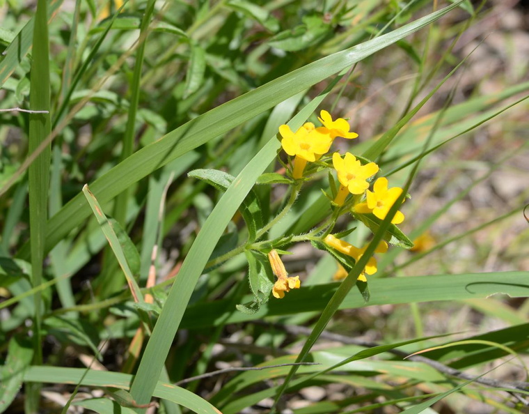 hoary_puccoon_middle40_7jul15.jpg