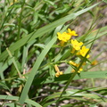 hoary puccoon middle40 7jul15