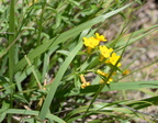 hoary puccoon middle40 7jul15