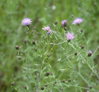 spotted knapweed 7jul15