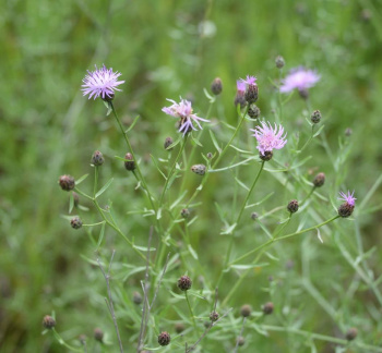 spotted knapweed 7jul15