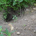 badger hole 7jul15
