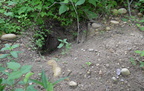 badger hole 7jul15