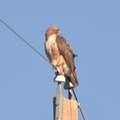 red tail hawk gila national forest 19dec18a