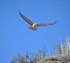 red tail hawk2 gila national forest 19dec18