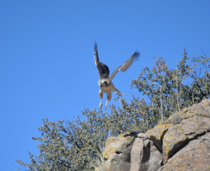 red tail hawk2 gila national forest 19dec18b