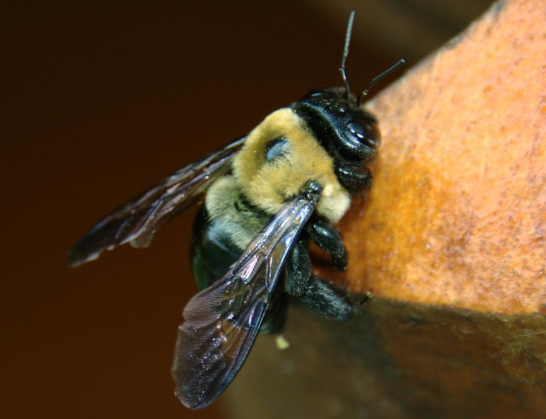 carpenter bee meadowlark 21apr19zac