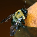 carpenter bee meadowlark 21apr19zac