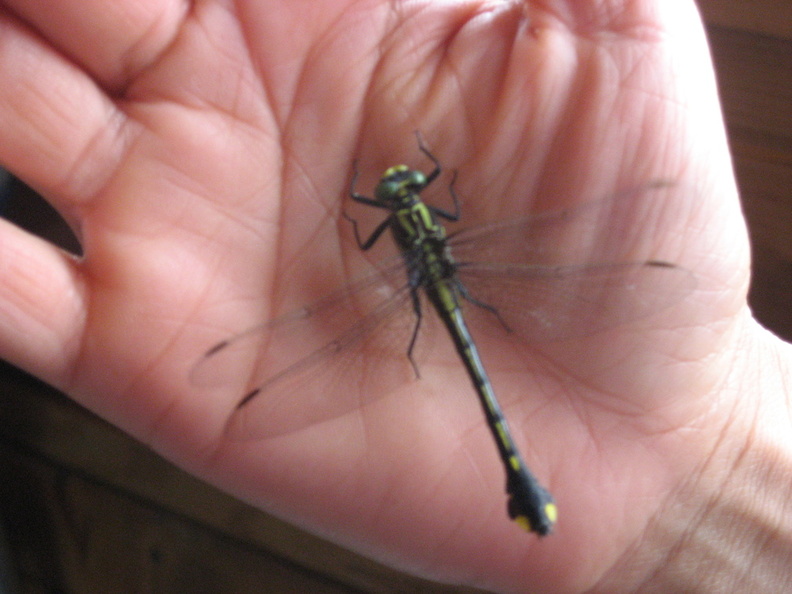 dragonfly wisconsin dells 3jul07