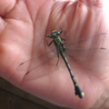 dragonfly_wisconsin_dells_3jul07.jpg