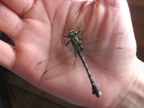 dragonfly wisconsin dells 3jul07