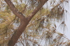 agoho pine casuarina equisetifolia paoay sand dunes 22may19