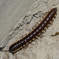 long-flange millipede orthomorpha coarctata bantay 22may19
