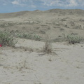 paoay_sand_dunes_22may19d.jpg