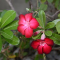 vireya hododendron batac 22may19